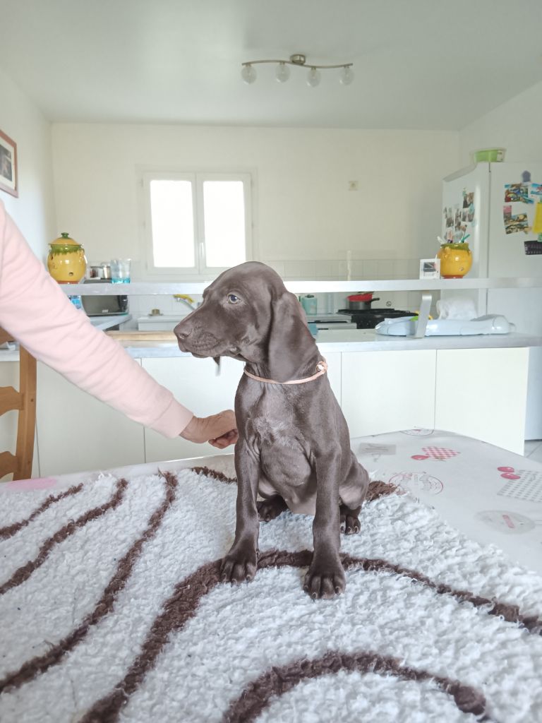 de la potentille de l'antay - Chiot disponible  - Braque allemand à poil court