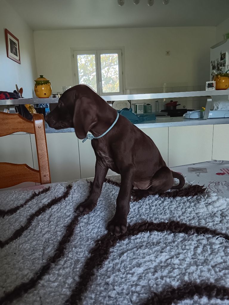 de la potentille de l'antay - Chiot disponible  - Braque allemand à poil court