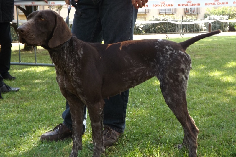 TR. CH. Hongroise De la porte de becray