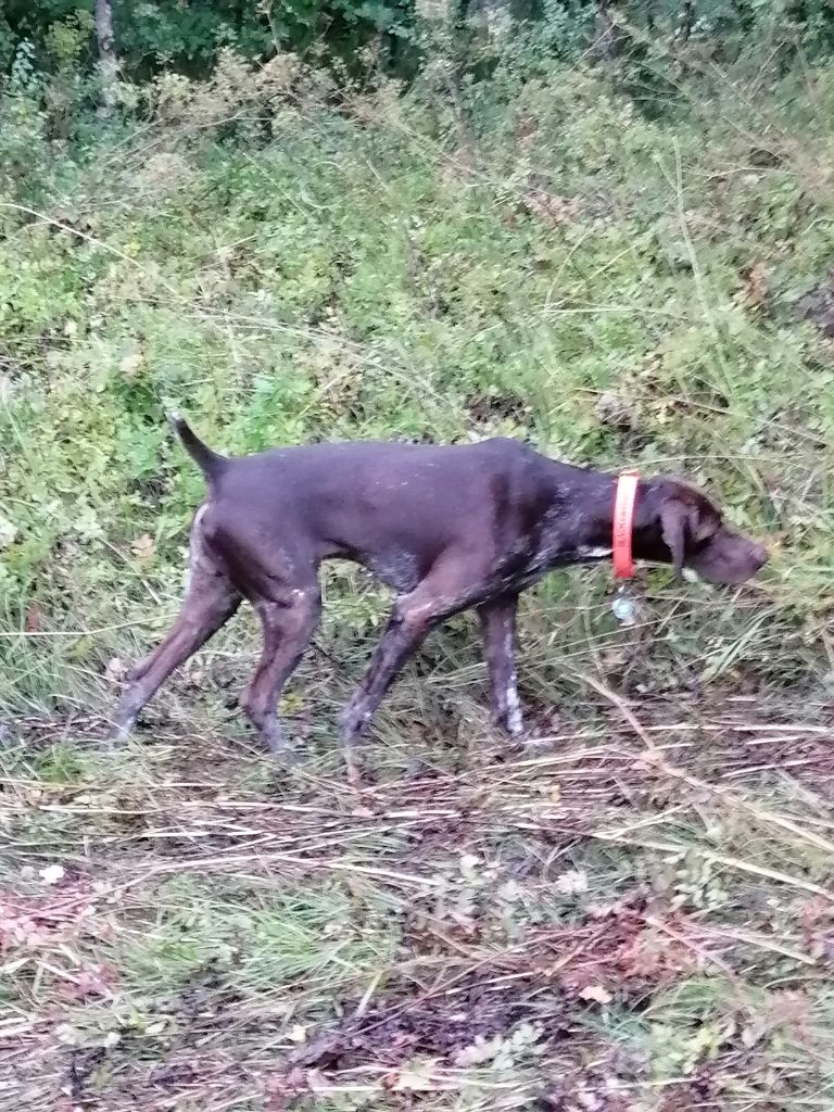 Pongo de la potentille de l'antay