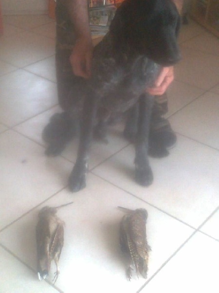 chiens 2014
